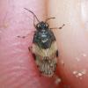Saldula arenicola